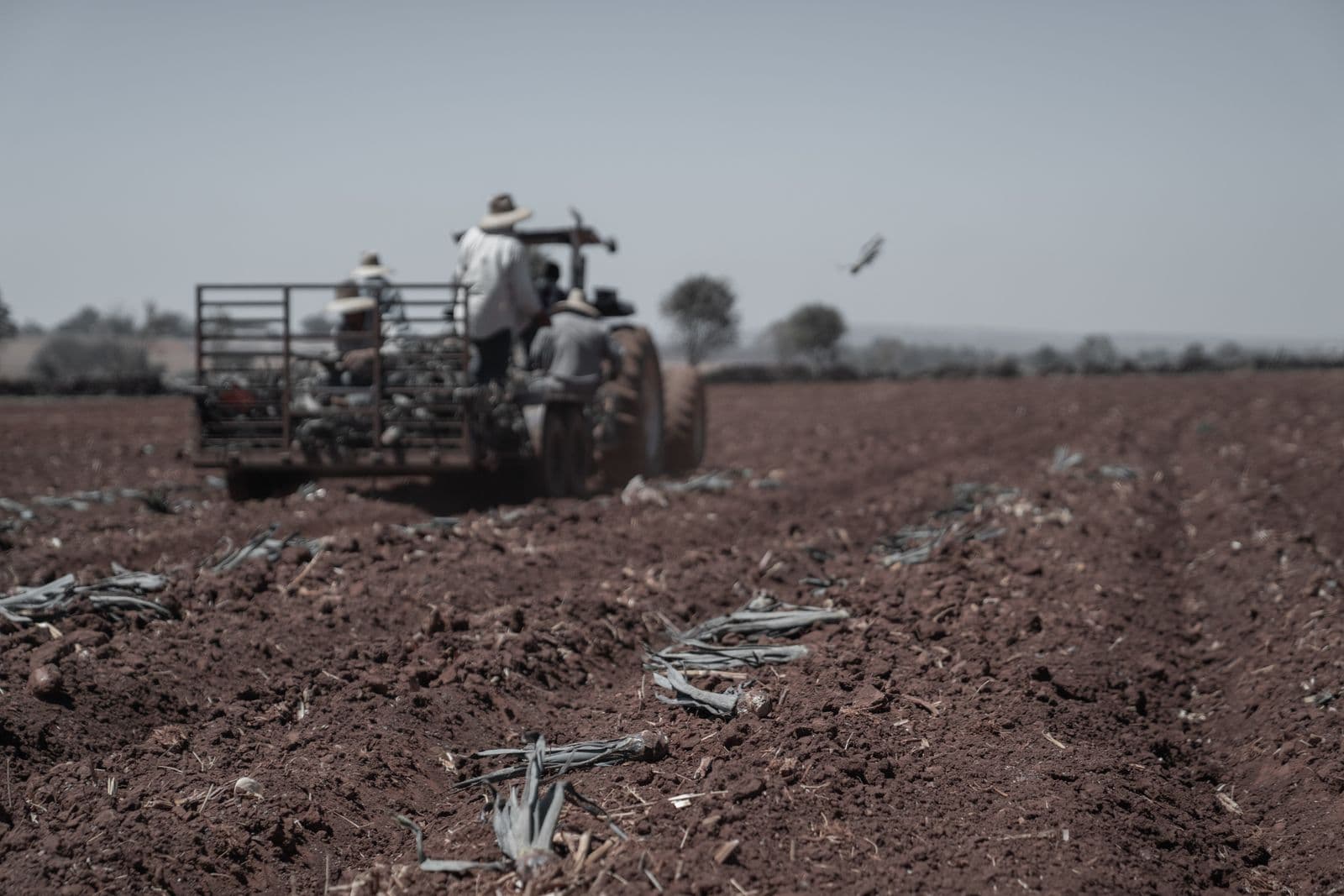 Farmers driving a tractor across a field
